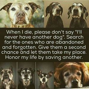 Adoption saves lives